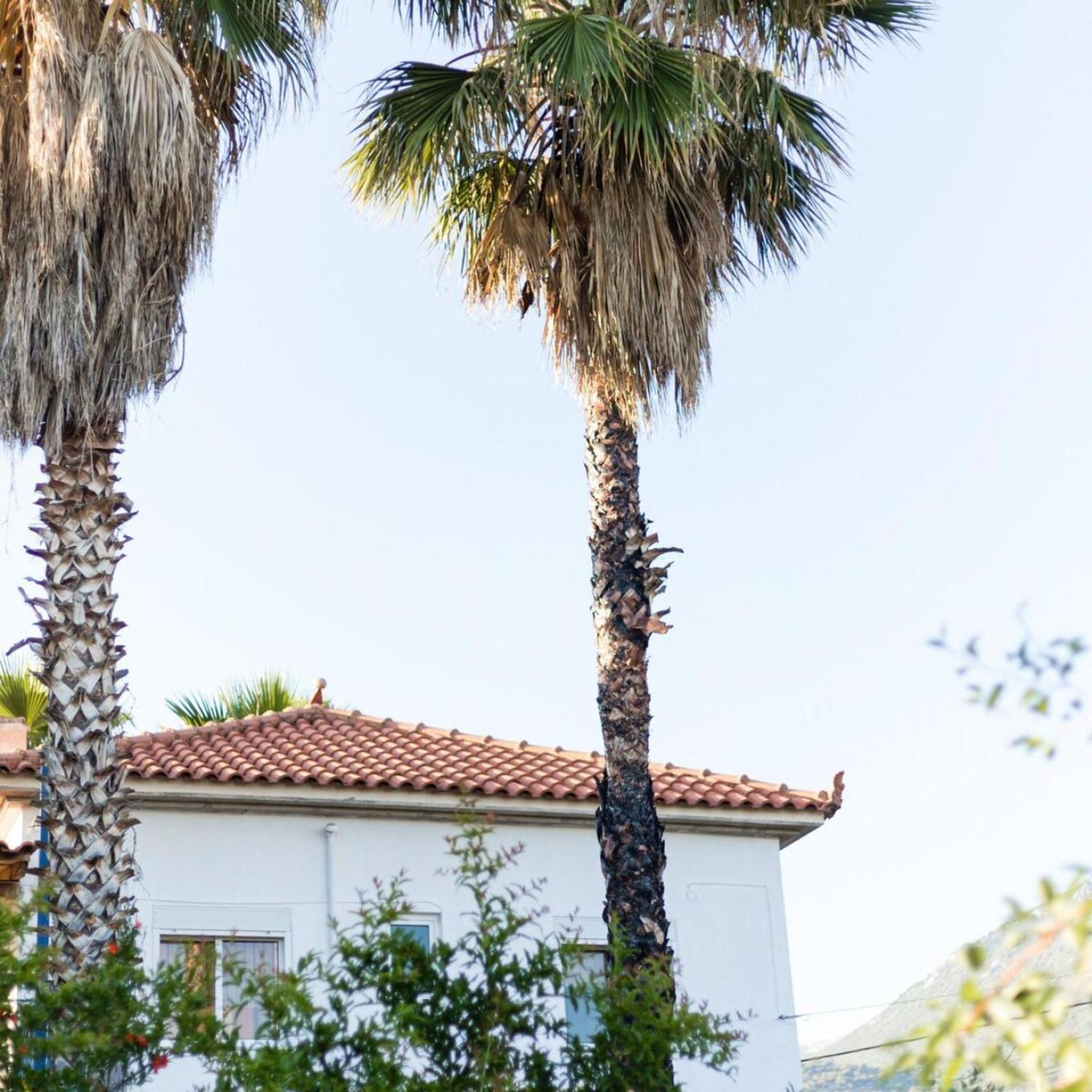 Maisonette With Palms Holiday home *